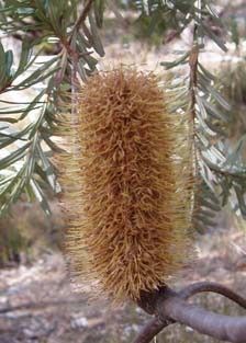 Banksia marginata Silver Banksia