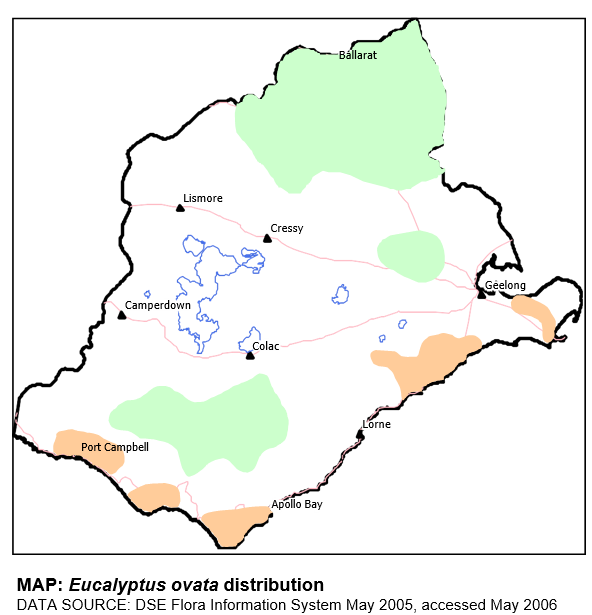Eucalyptus ovata Swamp Gum