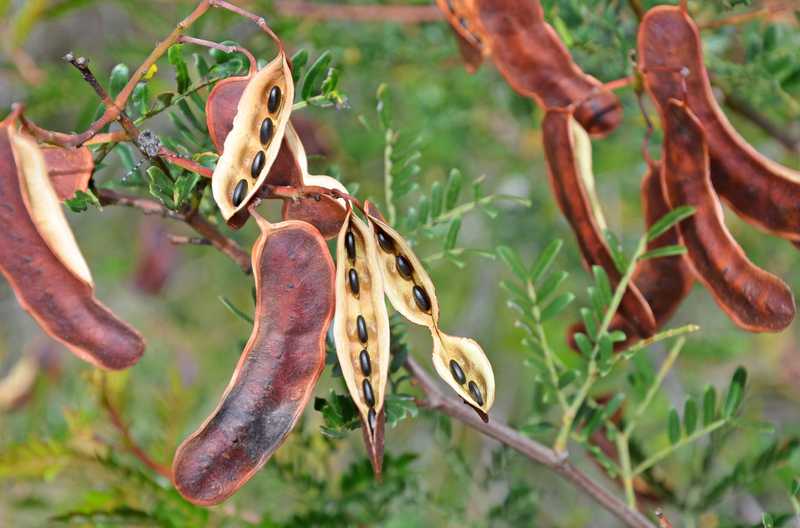 Seed Production  